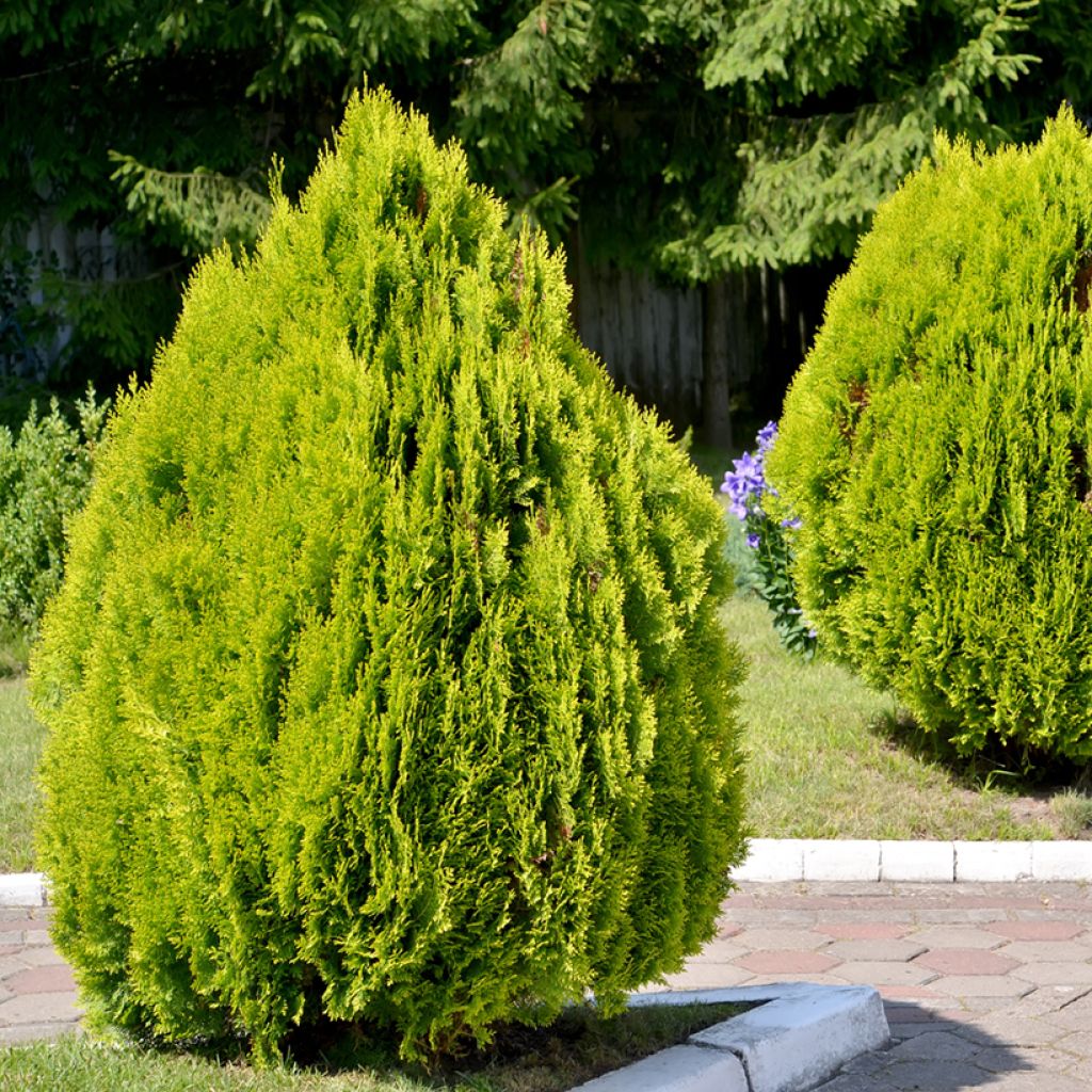 Thuja orientalis Pyramidalis Aurea - Amerikanischer Lebensbaum