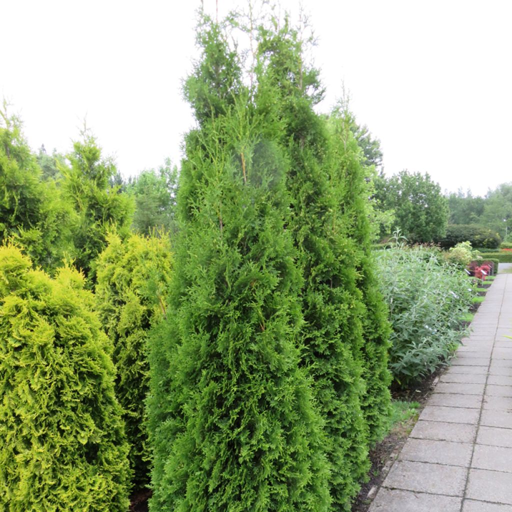 Thuja occidentalis King of Brabant