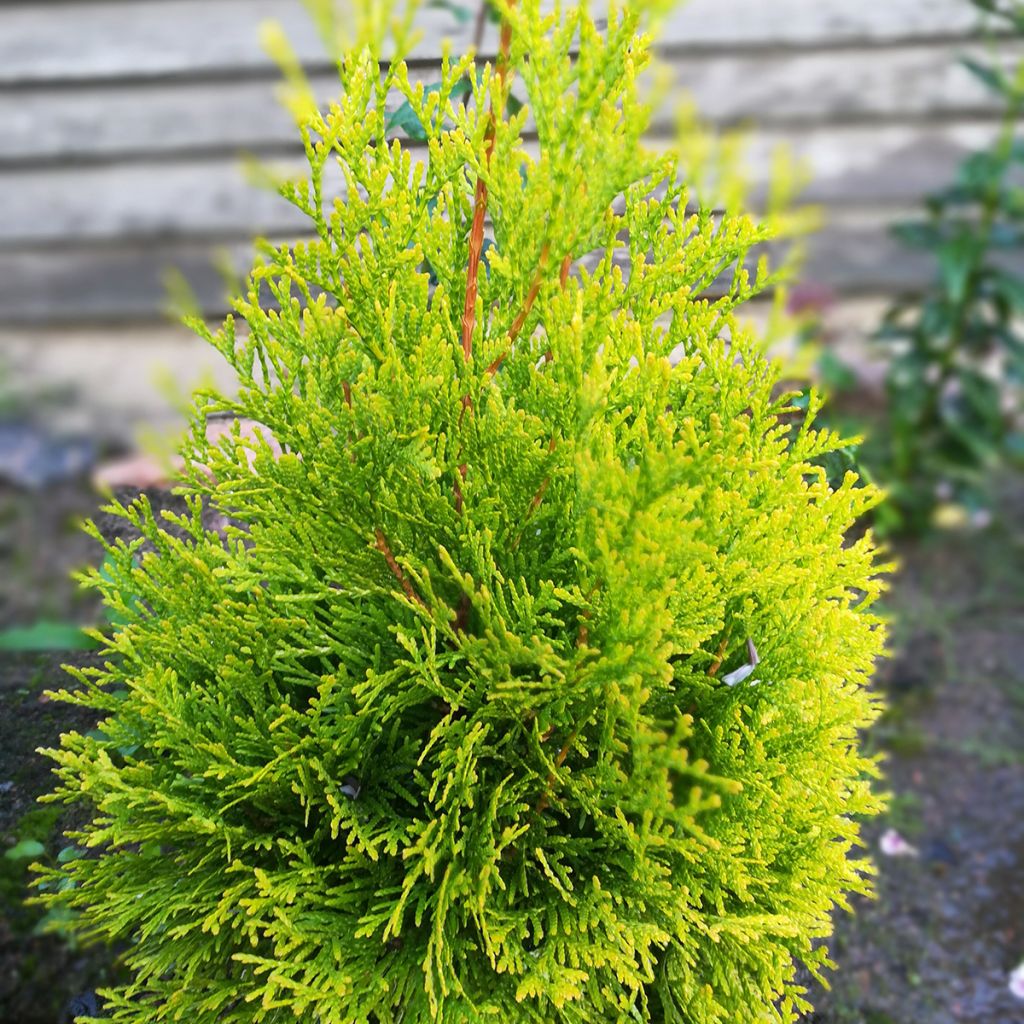 Thuja occidentalis Malonyana Aurea