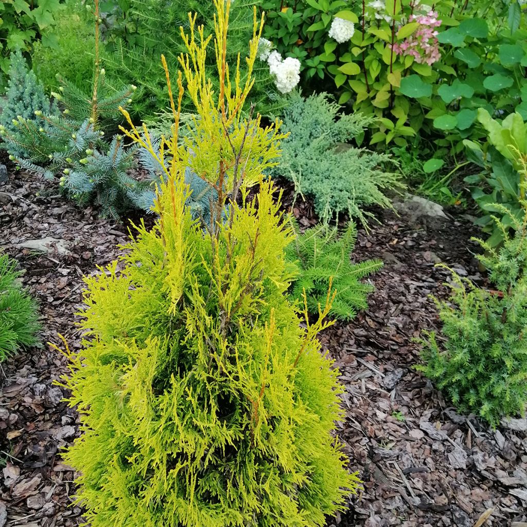 Thuja occidentalis Malonyana Aurea