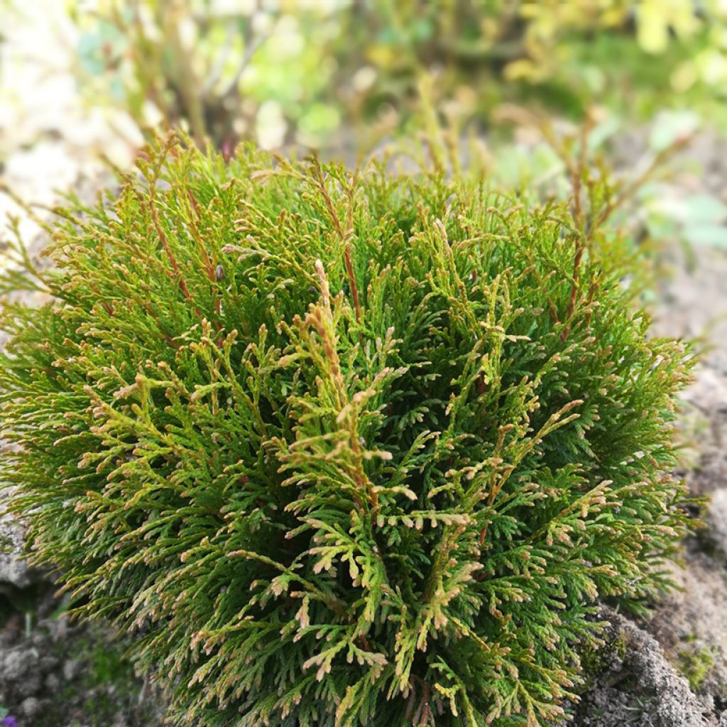 Thuya du Canada - Thuja occidentalis Miky