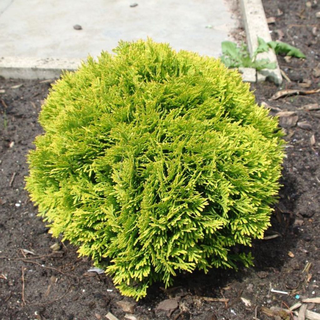 Thuya du Canada - Thuja occidentalis Mirjam