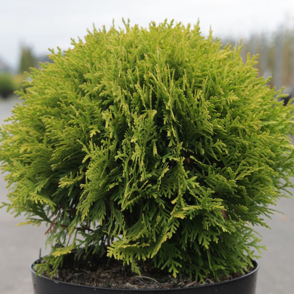 Thuja occidentalis Mirjam