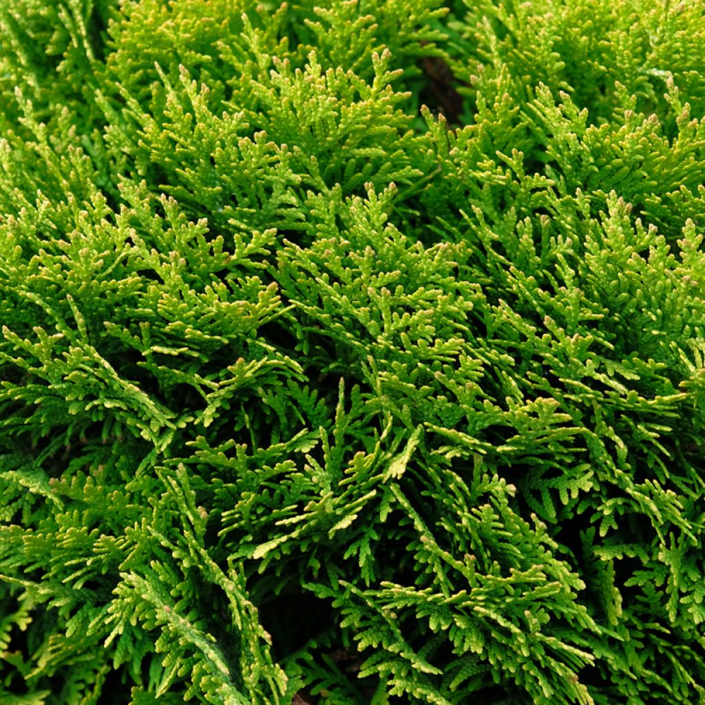 Thuja occidentalis Mirjam