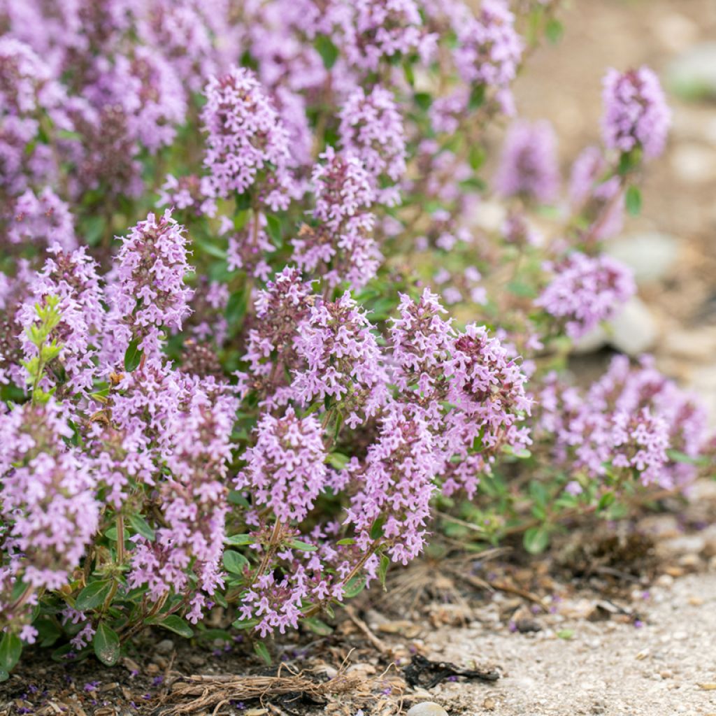 Zitronen-Thymian Lammefjord - Thymus x citriodorus