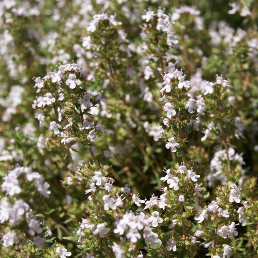 Orangen-Thymian Orangelo - Thymus fragrantissimus