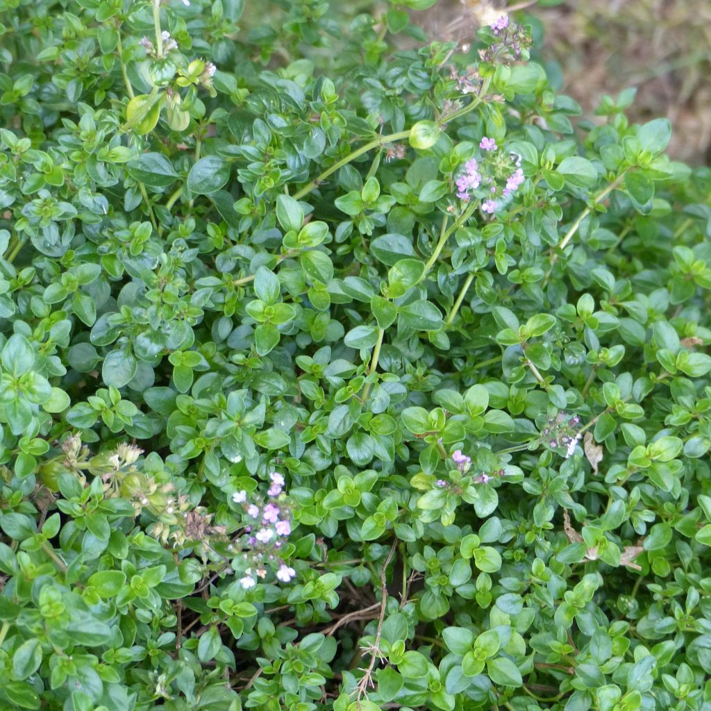 Thymian pizza - Thymus vulgaris x pulegioides