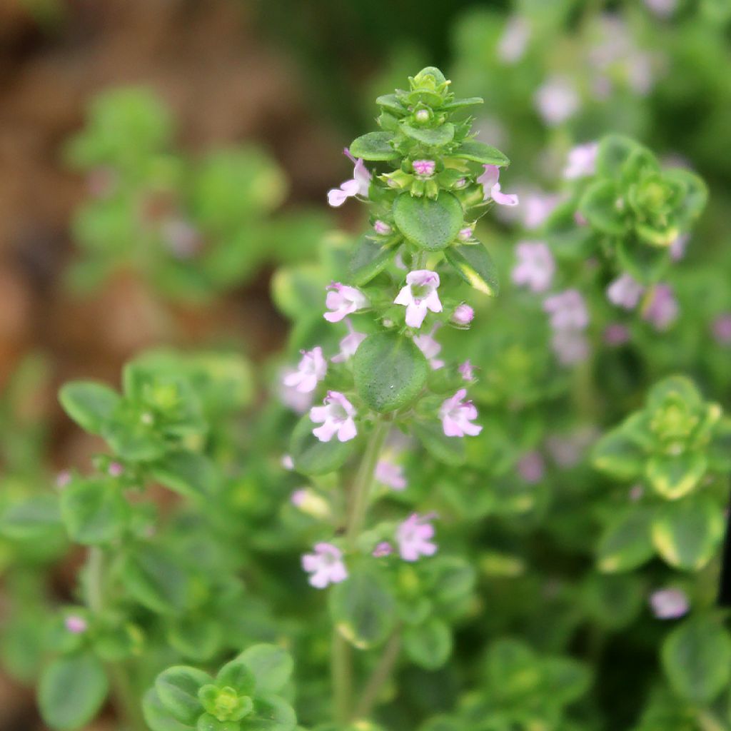 Zitronen-Thymian variegated - Thymus x citriodorus