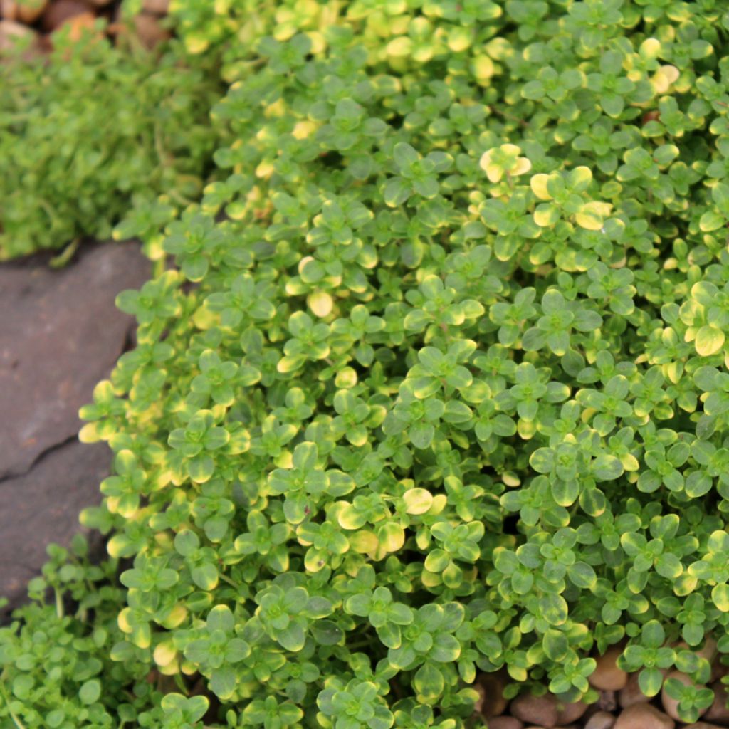 Zitronen-Thymian Doone Valley - Thymus x citriodorus