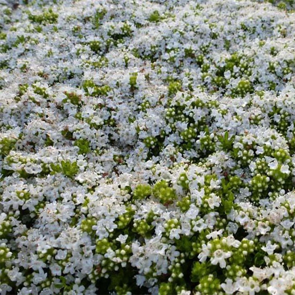 Frühblühender Thymian Albiflorus - Thymus praecox