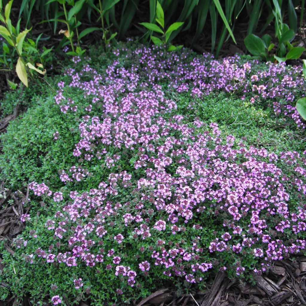 Frühblühender Thymian Coccineus - Thymus praecox