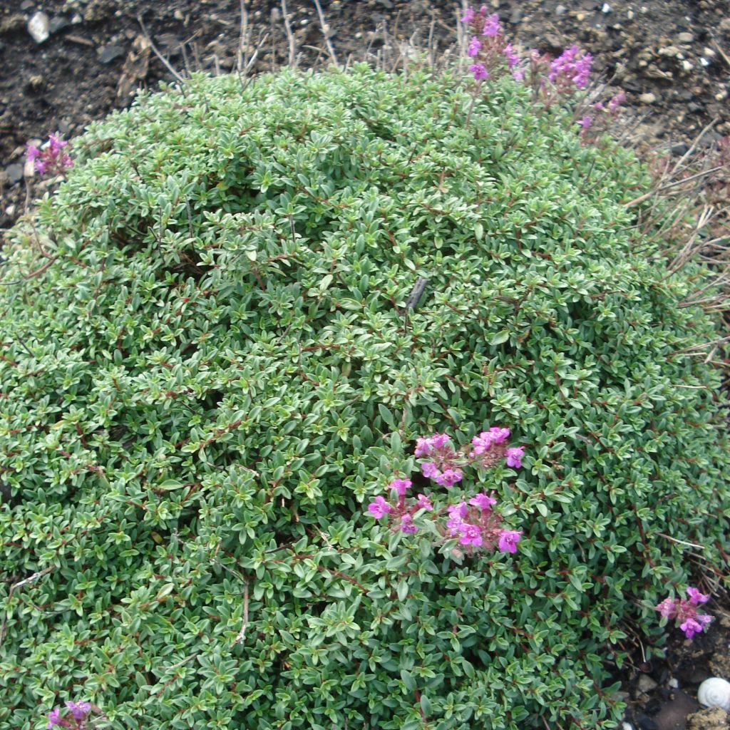 Frühblühender Thymian Purple Beauty - Thymus praecox