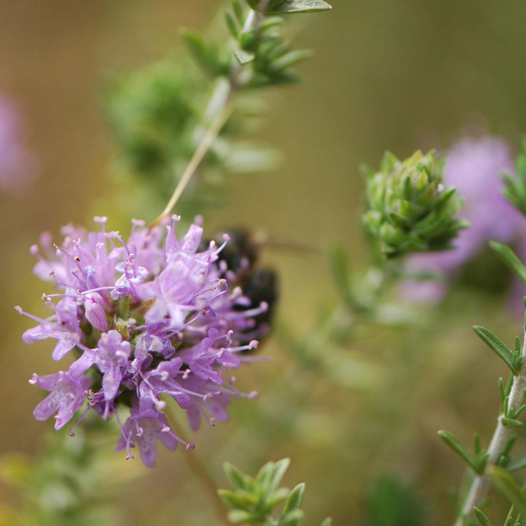 Thymus capitatus (Pflanzen)