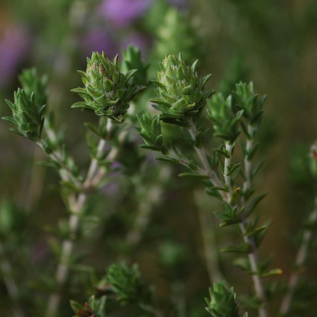 Thymus capitatus (Pflanzen)