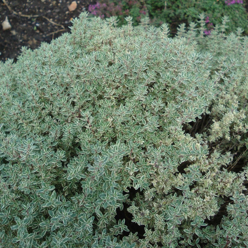 Thym citron panaché - Thymus citriodorus Silver Queen