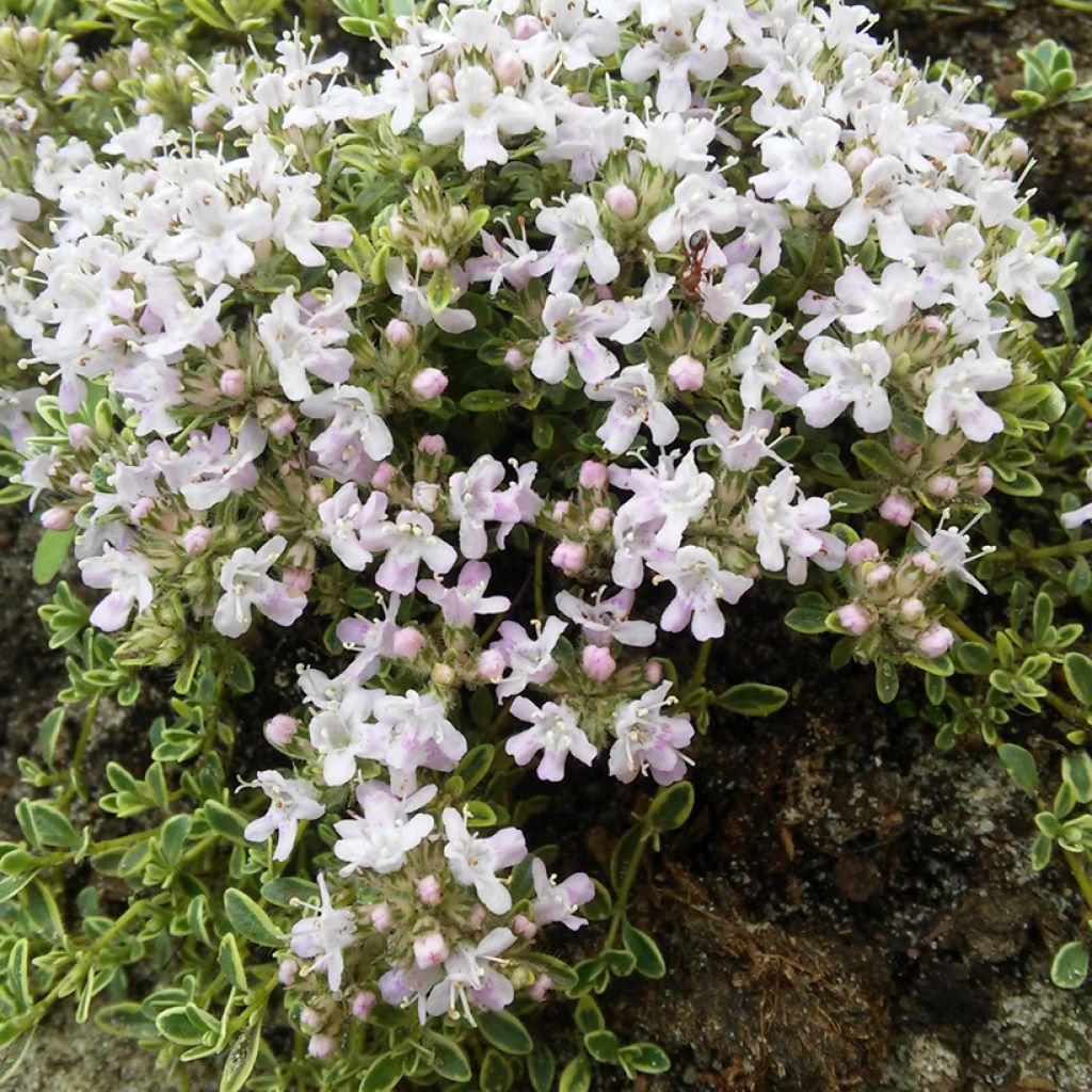 Frühblühender Thymian Highland Cream - Thymus praecox