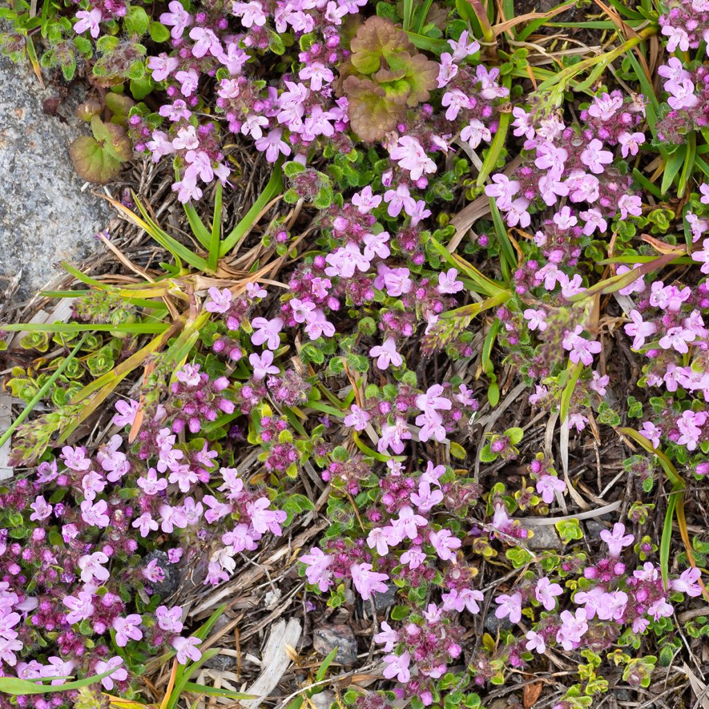 Frühblühender Thymian Minor - Thymus praecox