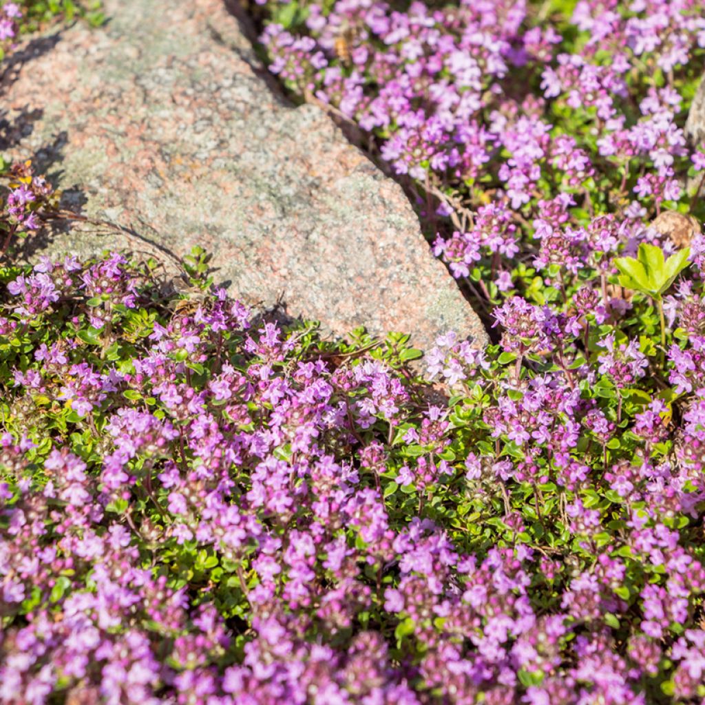 Frühblühender Thymian Red Carpet - Thymus praecox