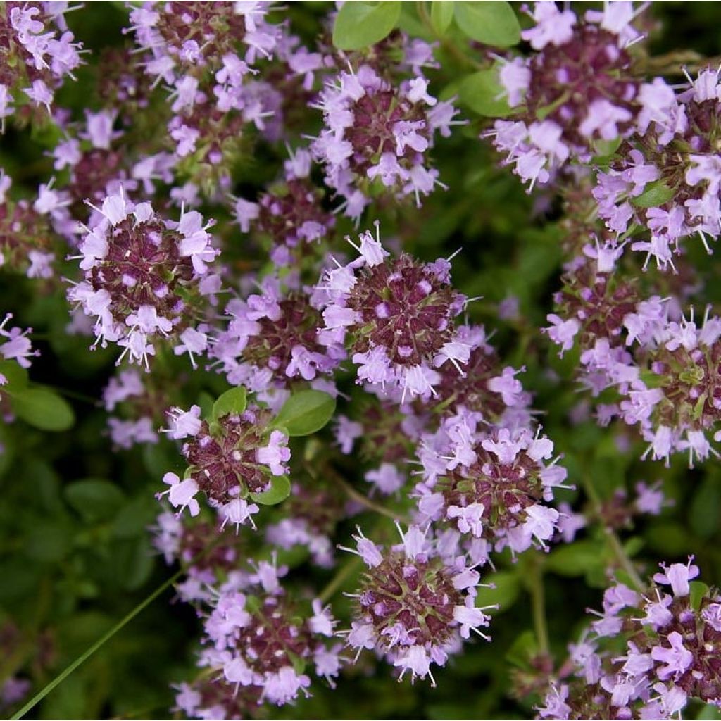 Thymus pulegioides Splendens - Thym faux pouillot - Thym à larges feuilles 