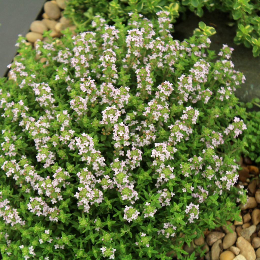 Echter Thymian Compactus Bio - Thymus vulgaris