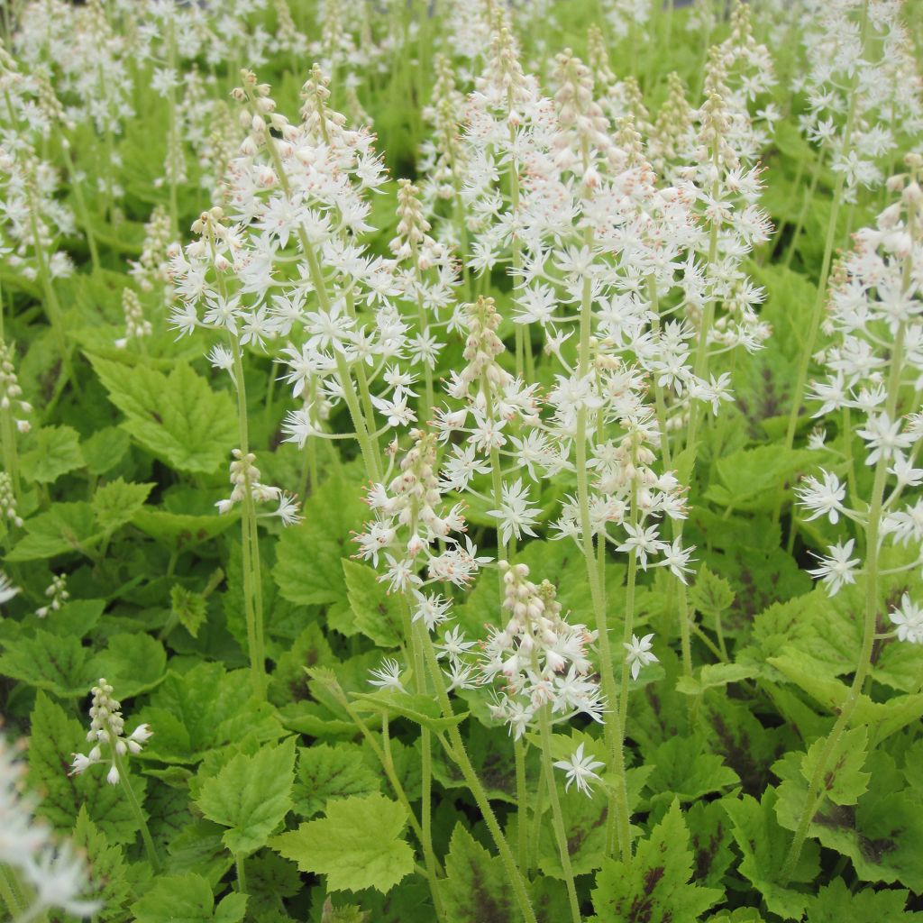 Tiarella Appalachian Trail