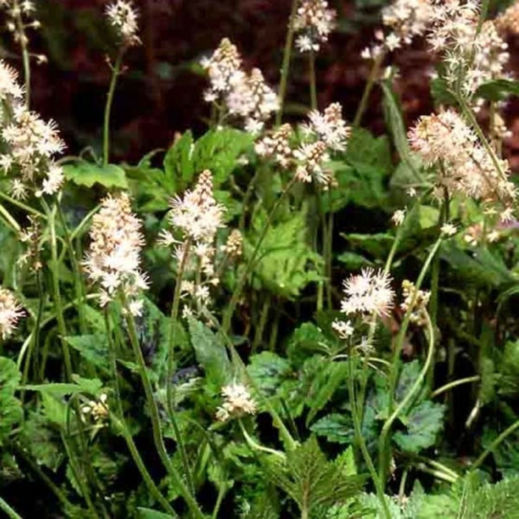 Tiarella Running Tiger - Schaumblüte