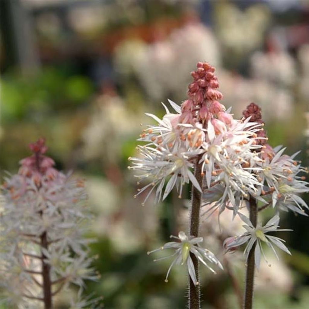 Tiarella Spring Symphony - Schaumblüte