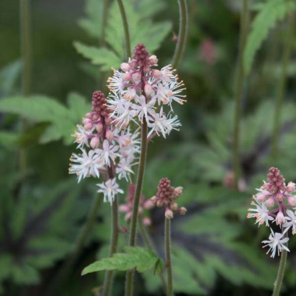 Tiarella Sugar and Spice - Schaumblüte