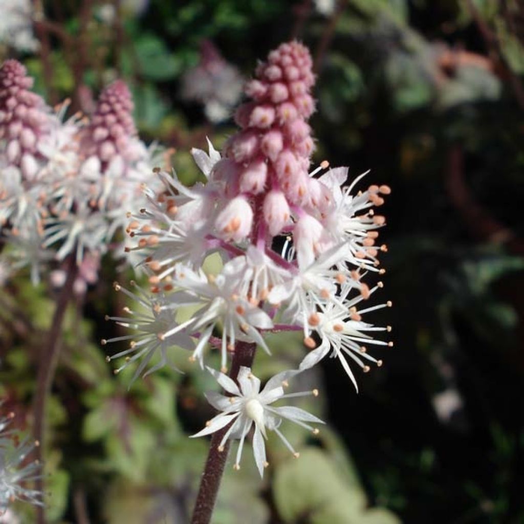 Tiarella Ninja - Schaumblüte