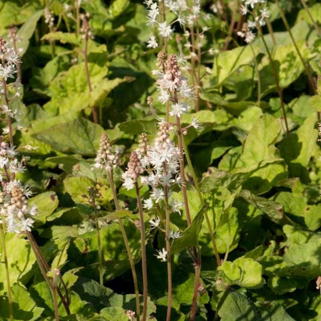 Tiarelle - Tiarella wherryi