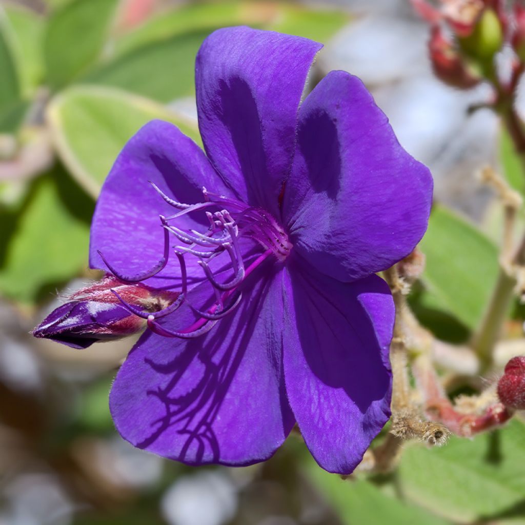 Tibouchina Purle Moon - Tibouchine