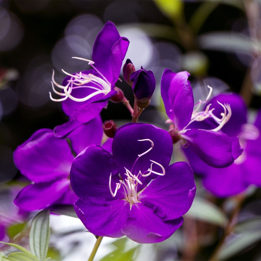 Tibouchina semidecandra - Tibouchine