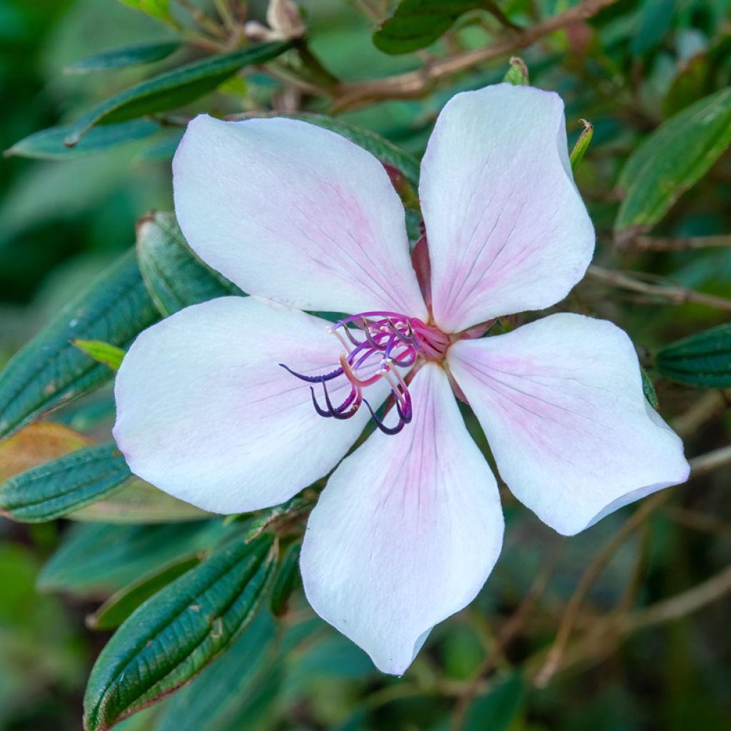 Tibouchina urvilleana Peace Baby - Tibouchine