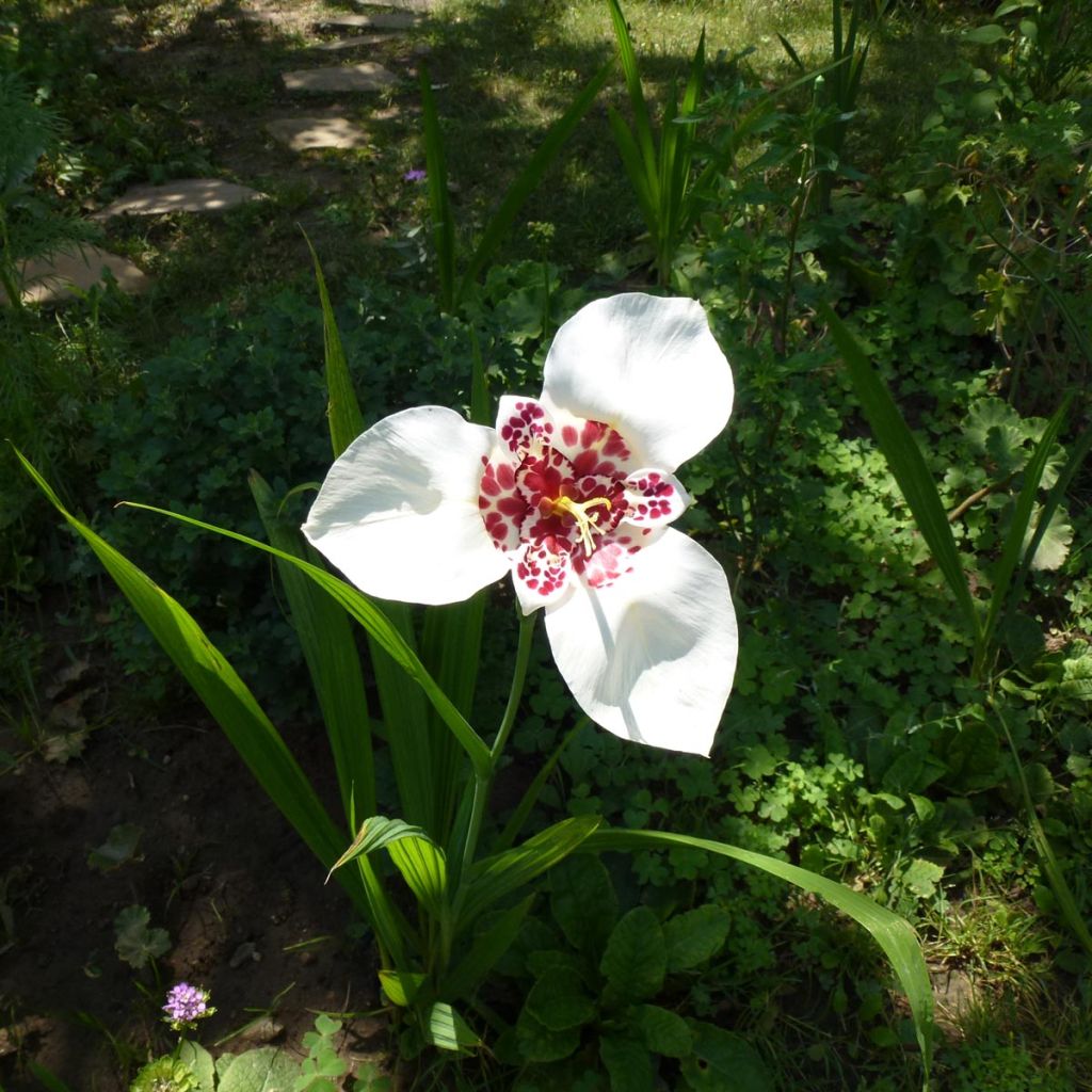 Tigridia pavonia Alba - Tigerblume