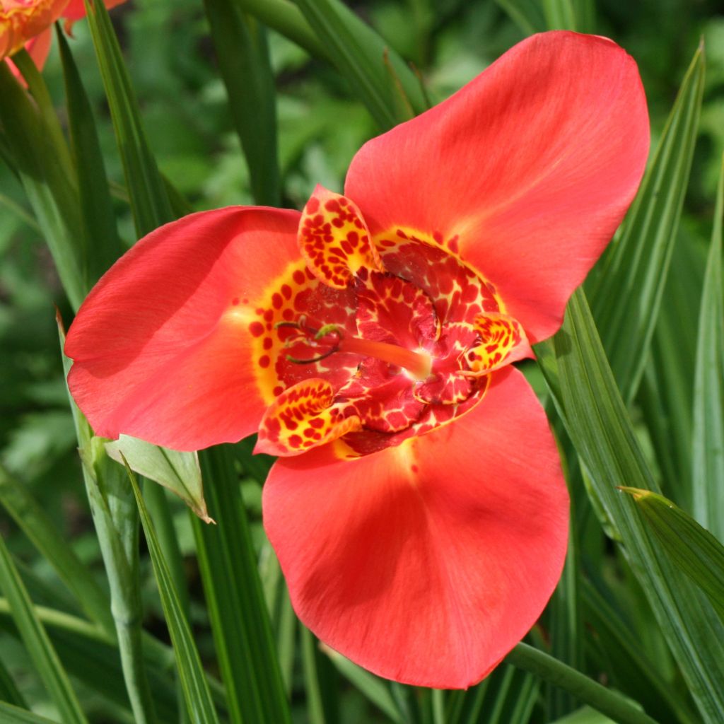 Tigridia pavonia Speciosa - Tigerblume