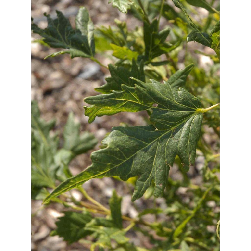 Sommer-Linde Henryk Eder - Tilia platyphyllos