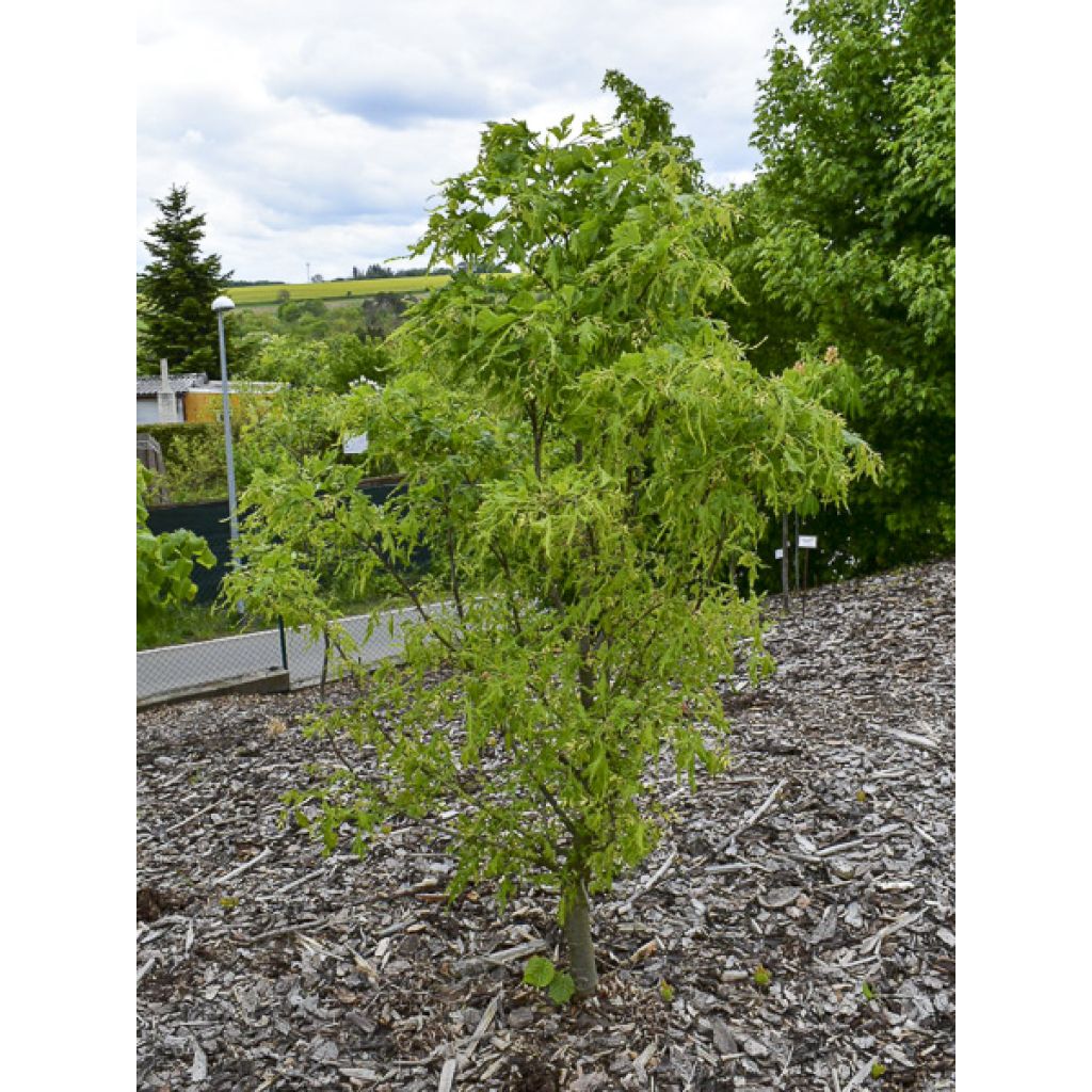 Sommer-Linde Henryk Eder - Tilia platyphyllos