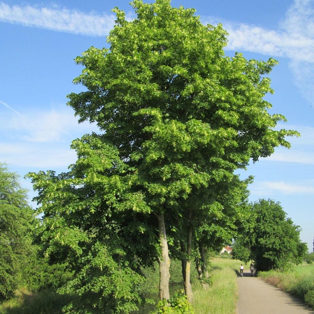 Tilia cordata - Tilleul à petites feuilles