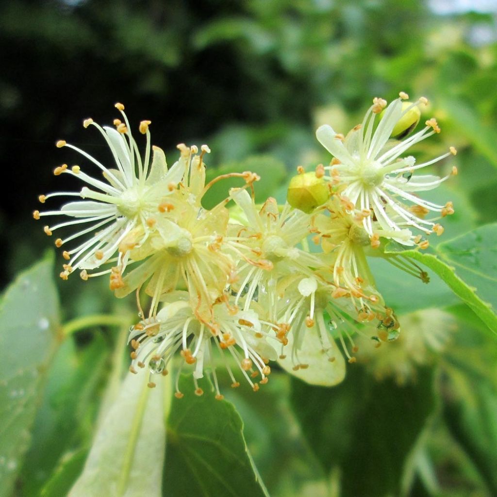 Tilia cordata - Tilleul à petites feuilles