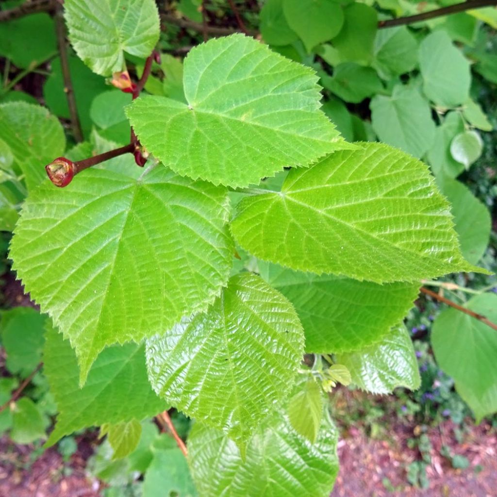 Tilia cordata - Tilleul à petites feuilles