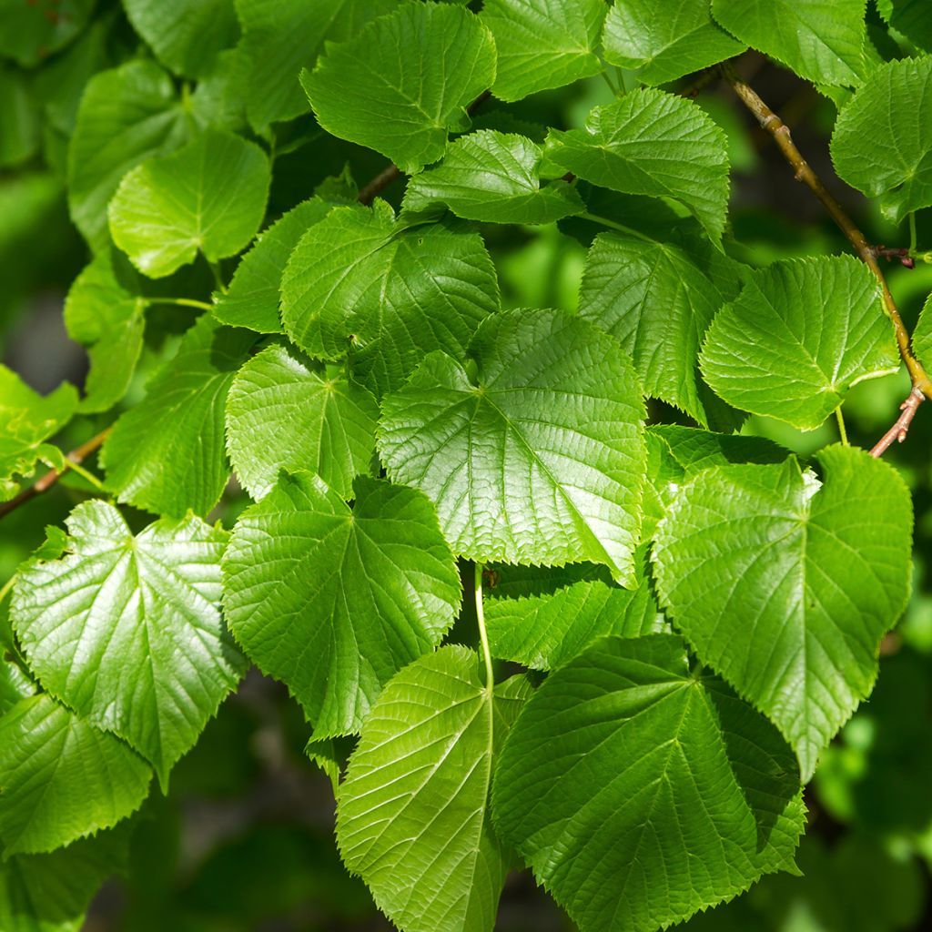 Winter-Linde Simone - Tilia cordata