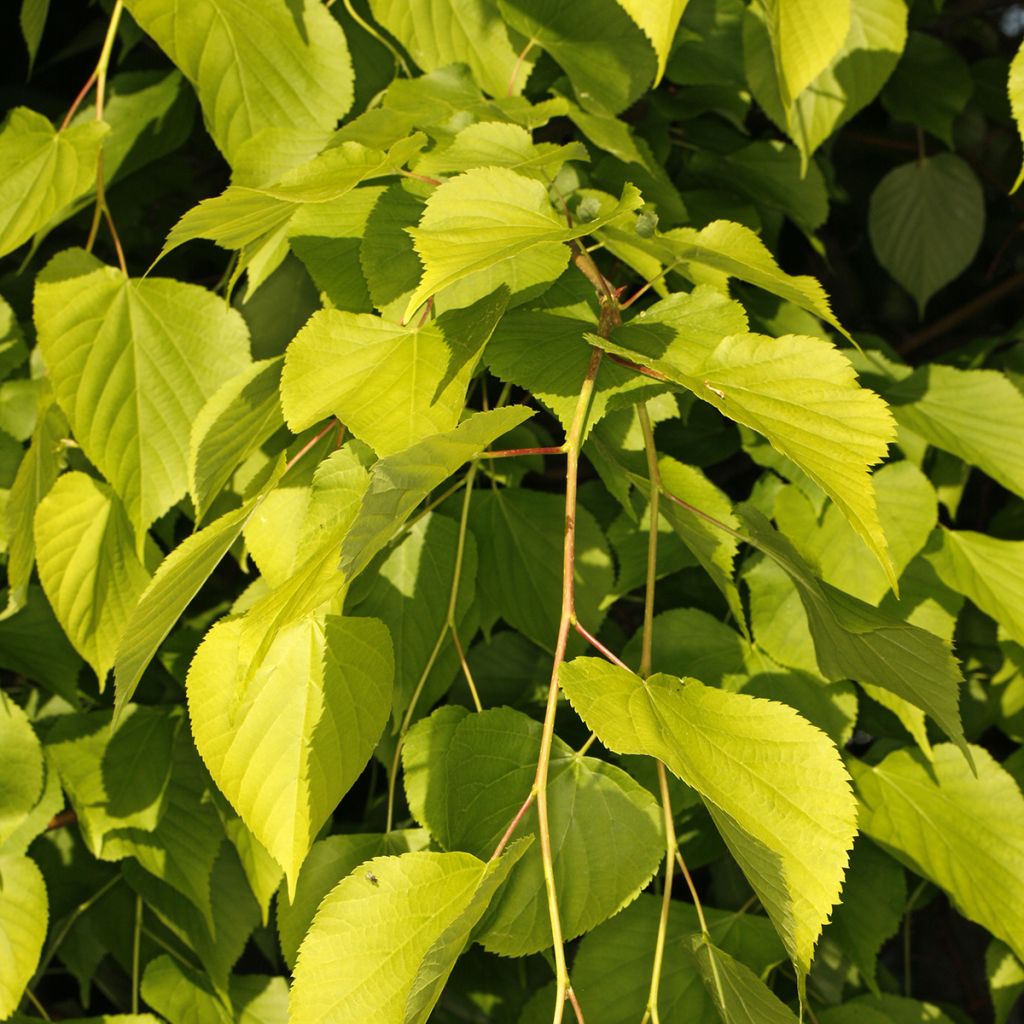 Holländische Linde Wratislaviensis - Tilia europaea