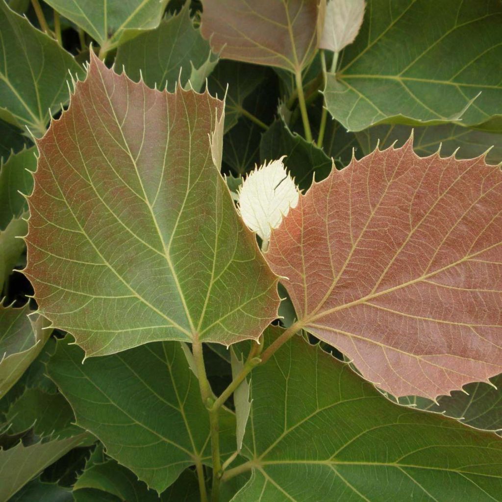 Henrys Linde Arnold Select - Tilia henryana