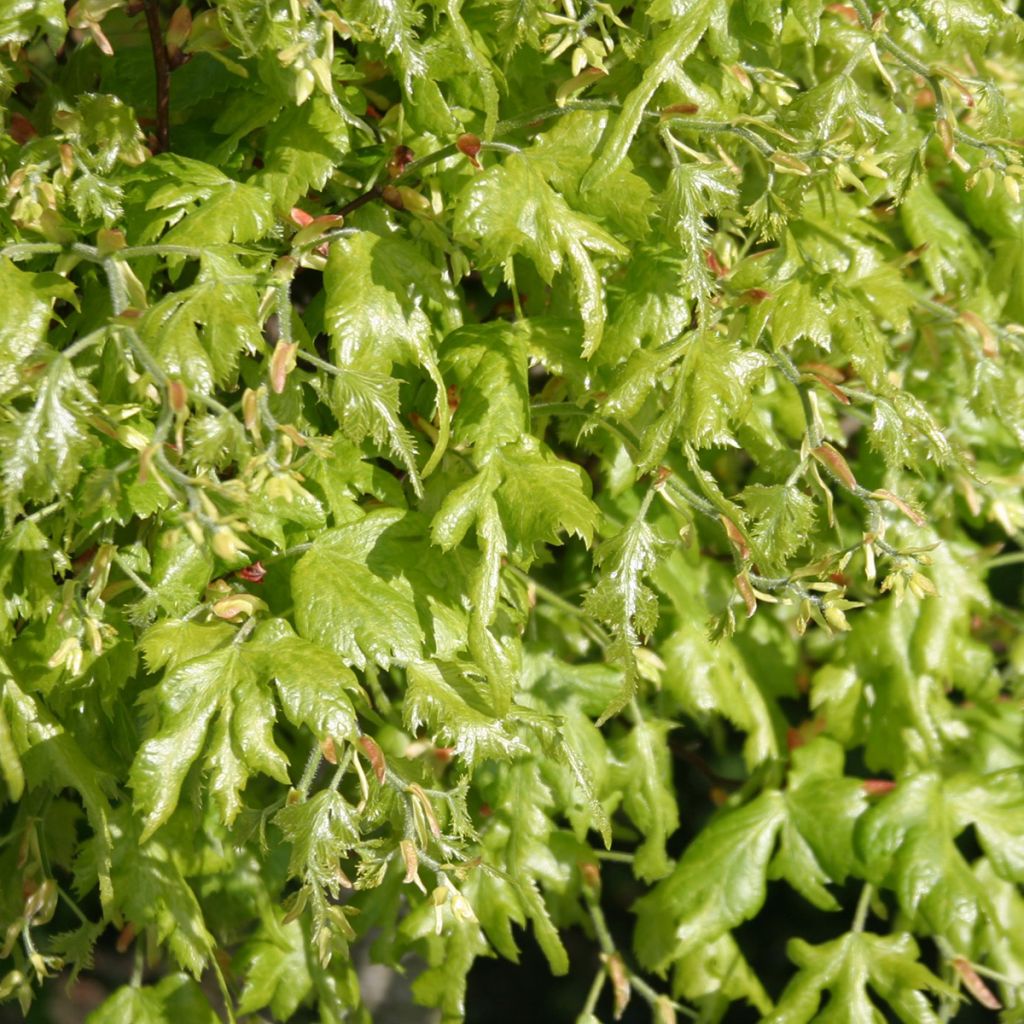 Sommer-Linde Laciniata - Tilia platyphyllos