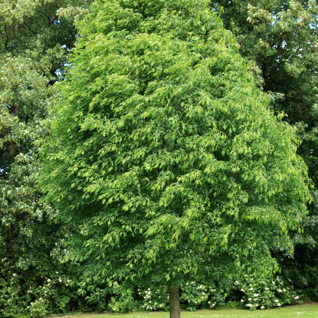 Sommer-Linde Laciniata - Tilia platyphyllos