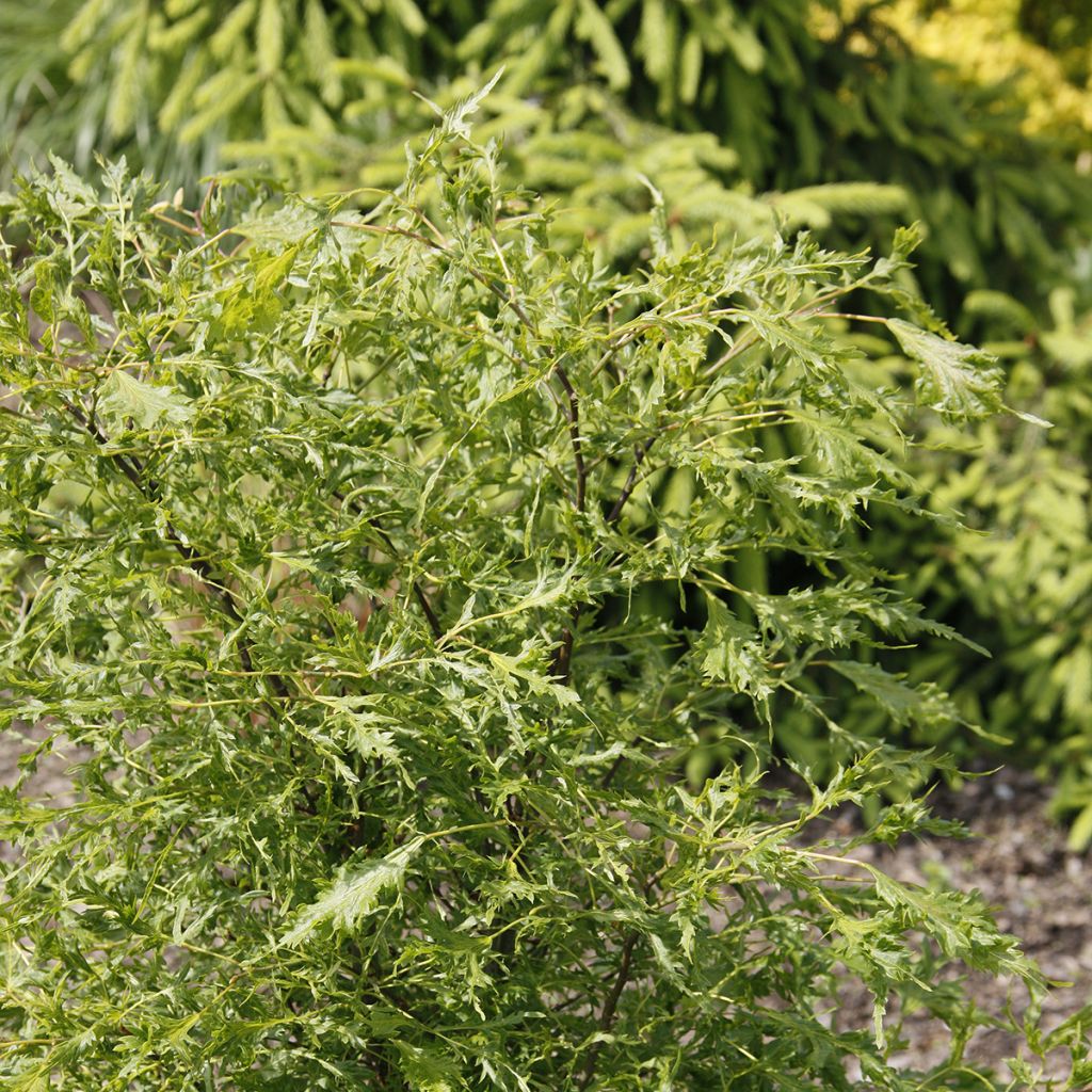 Sommer-Linde Henryk Eder - Tilia platyphyllos