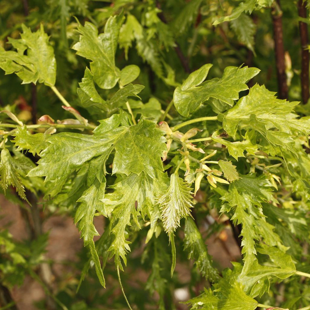 Sommer-Linde Henryk Eder - Tilia platyphyllos