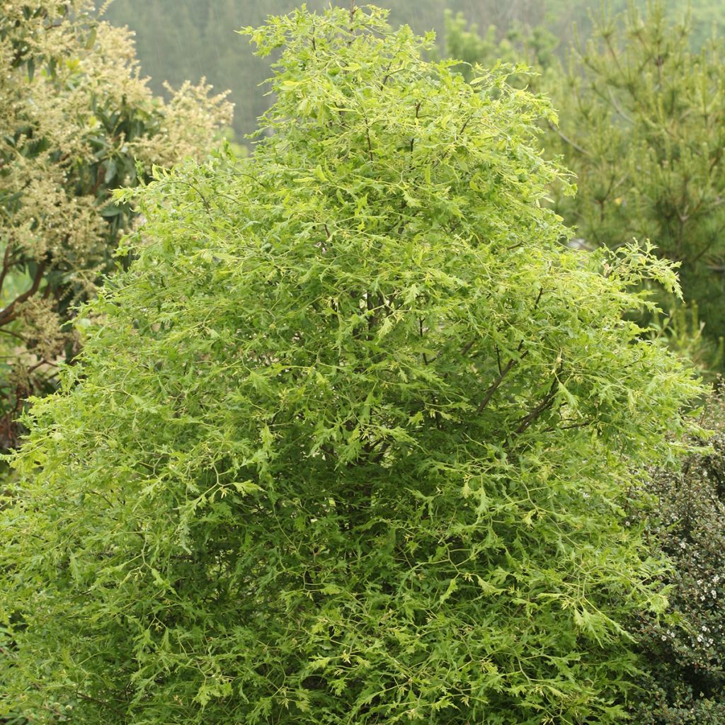 Sommer-Linde Henryk Eder - Tilia platyphyllos