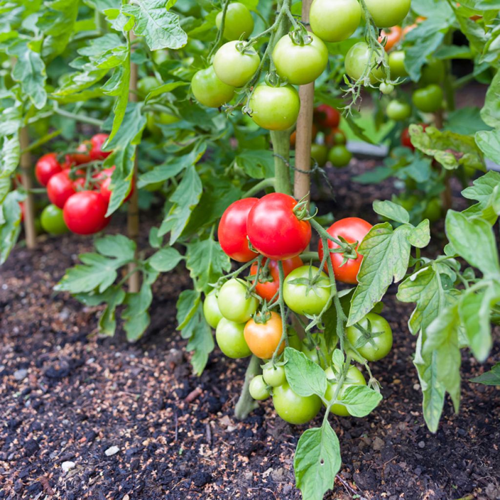 Tomate Ailsa Craig