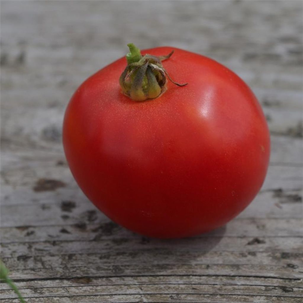 Tomate Arkansas Traveler Bio - Ferme de Sainte Marthe